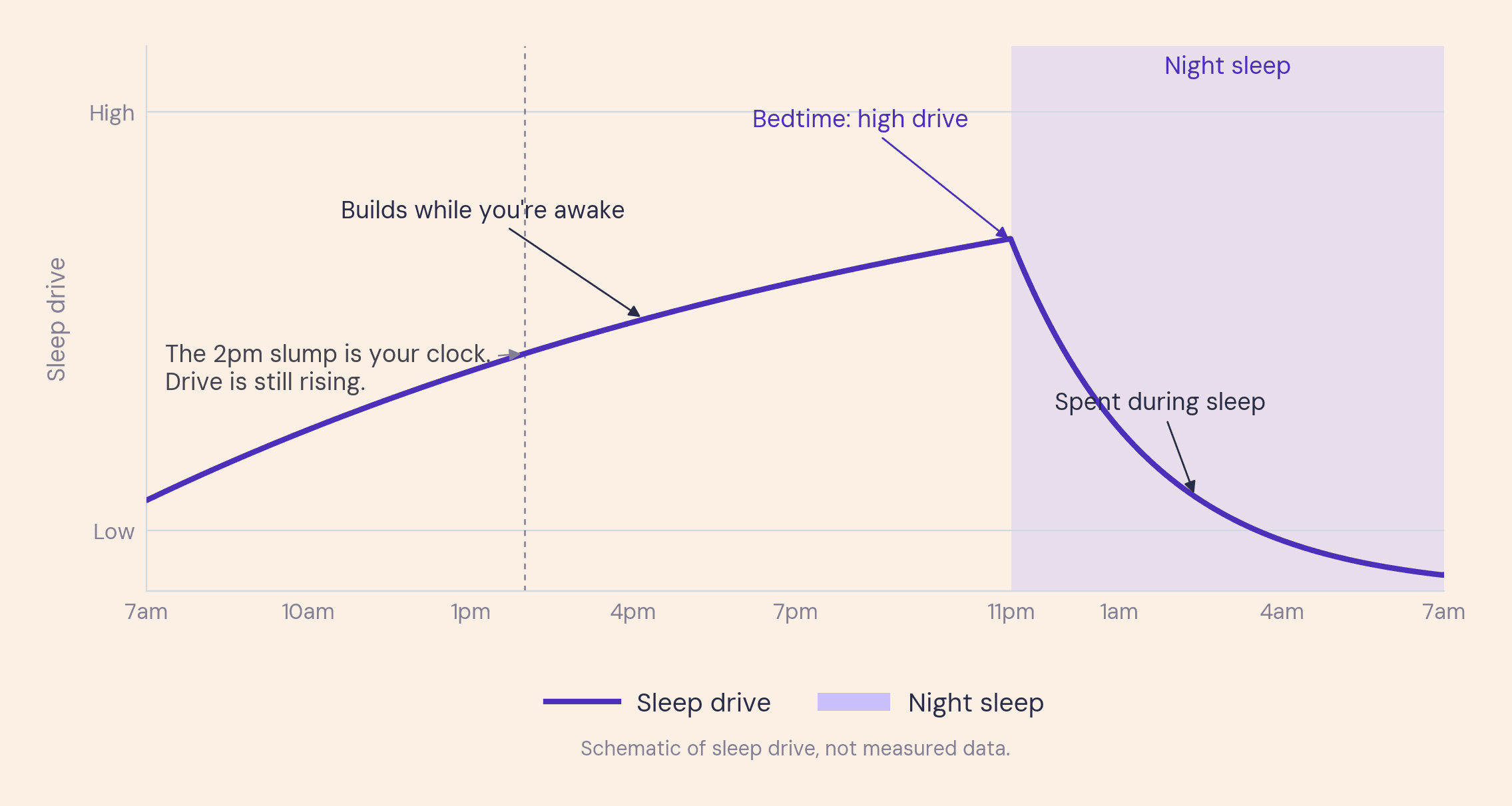 Line graph of sleep drive from 7am to 7am, rising through the day, peaking at 11pm, and falling overnight, with a note that the 2pm slump is the body clock.