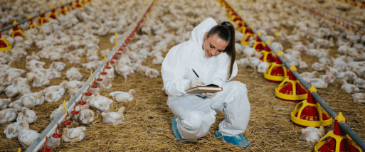 Advisor taking notes in the broiler farm