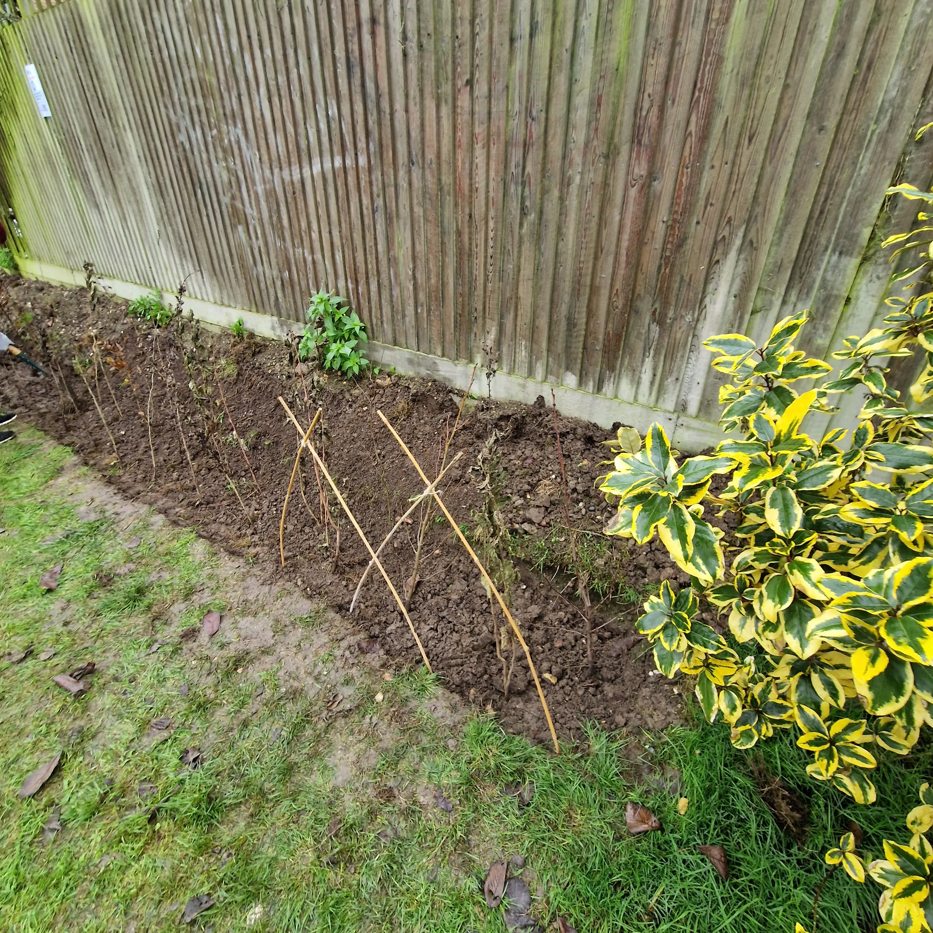 Garden patch with freshly turned soil alongside grass and a green shrub, set against a wooden fence.