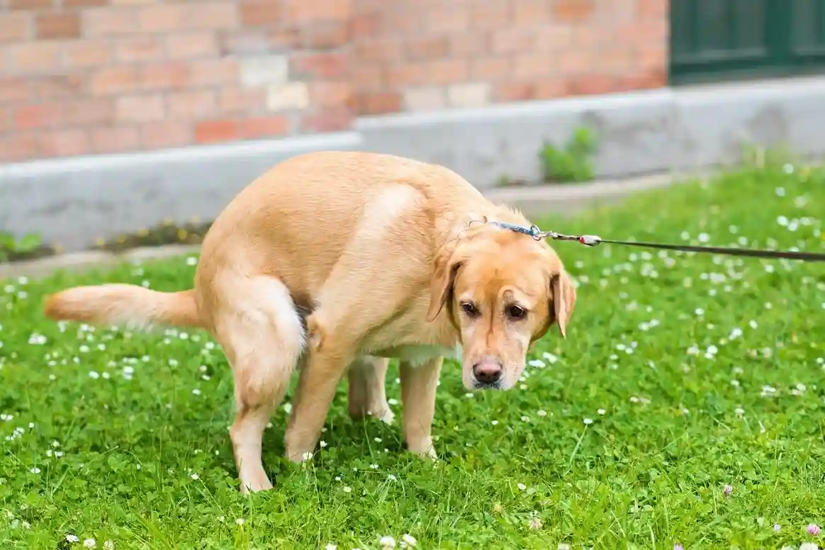 dog pooping on the grass