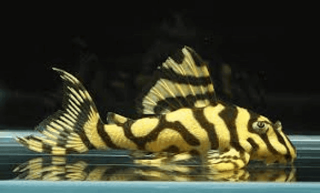 A L134 Leopard Catfish