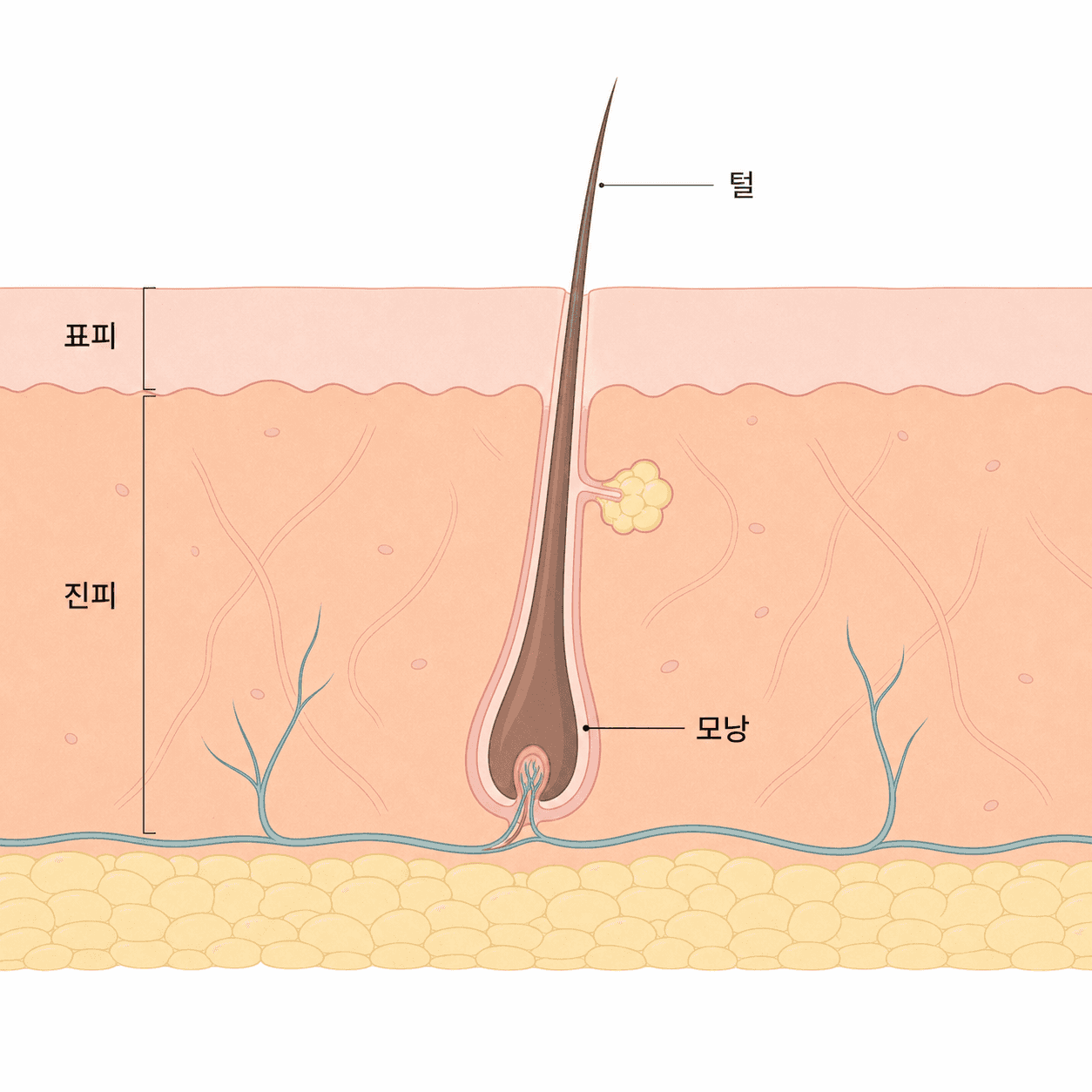 얼굴 피부 속 모낭과 털의 단면