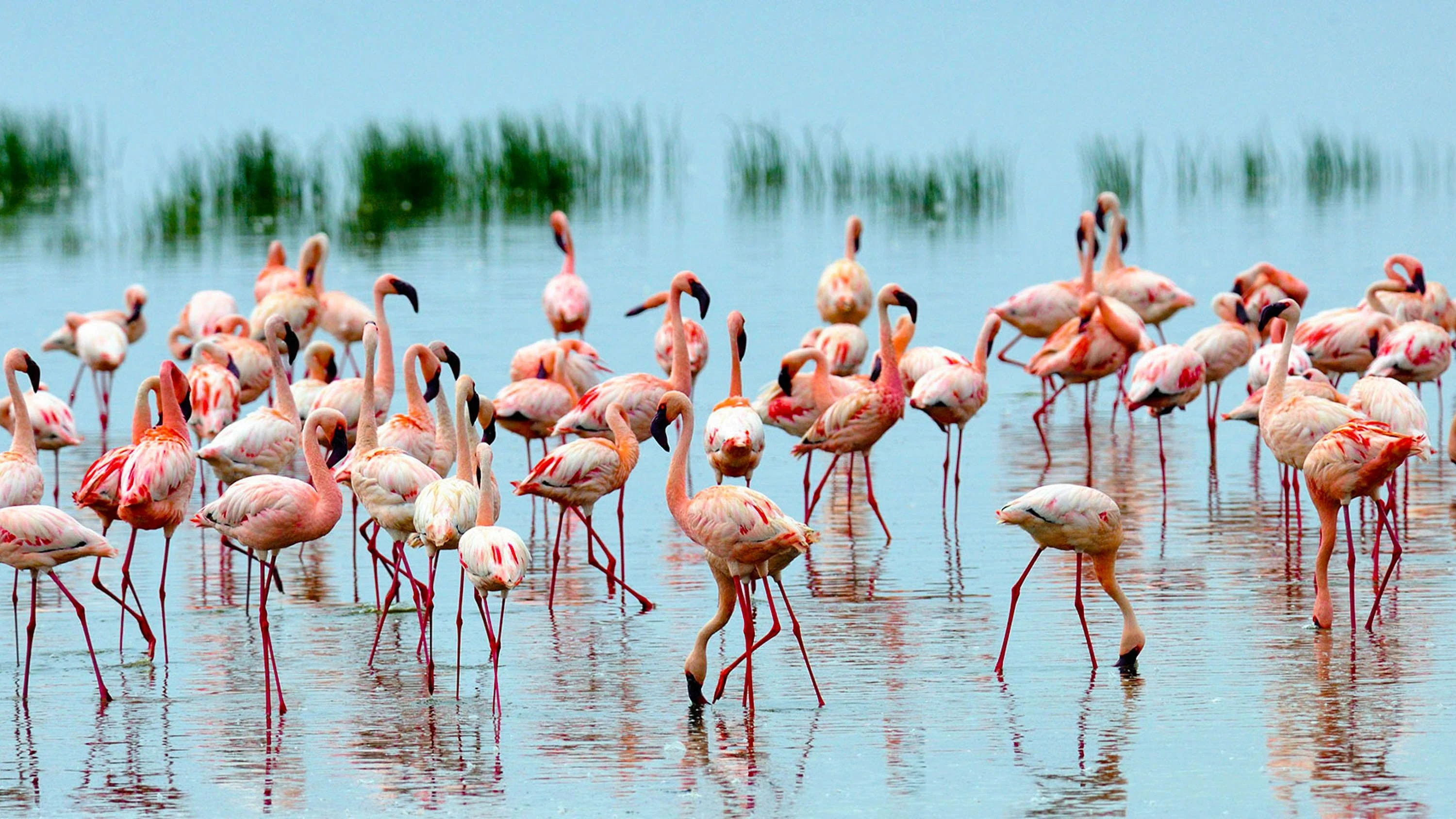 Flamingos standing in lake