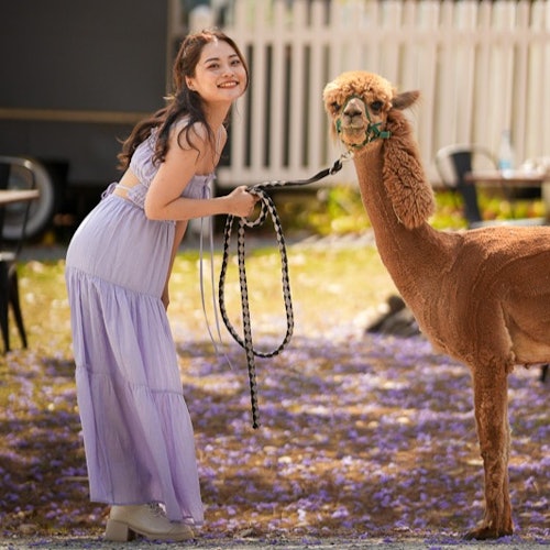 Een vrouw in een lavendelkleurige jurk glimlacht terwijl ze de lijn van een lama vasthoudt, staand op een met bloemen bedekte grond nabij een witte omheining.