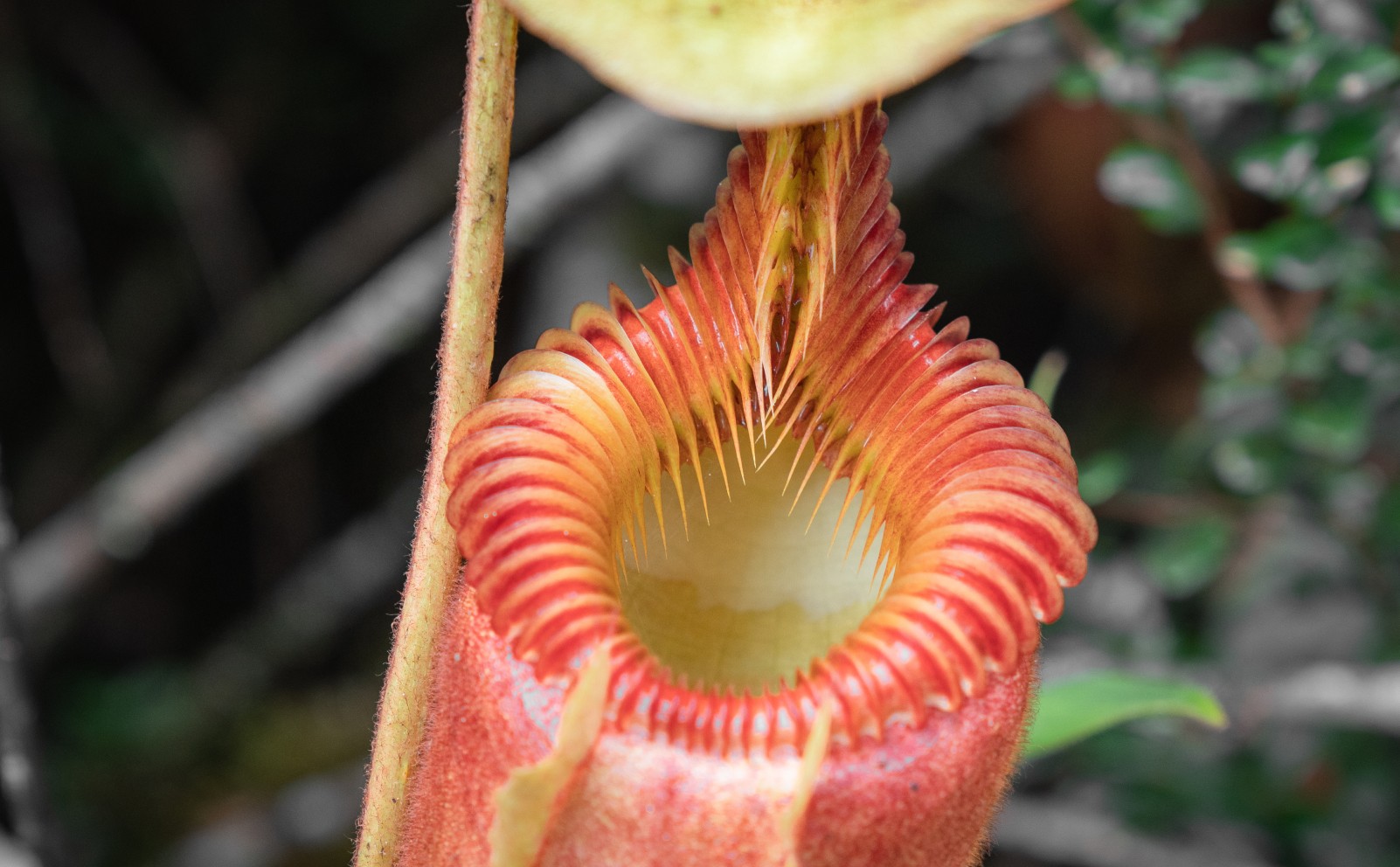 Pitcher plant in nature