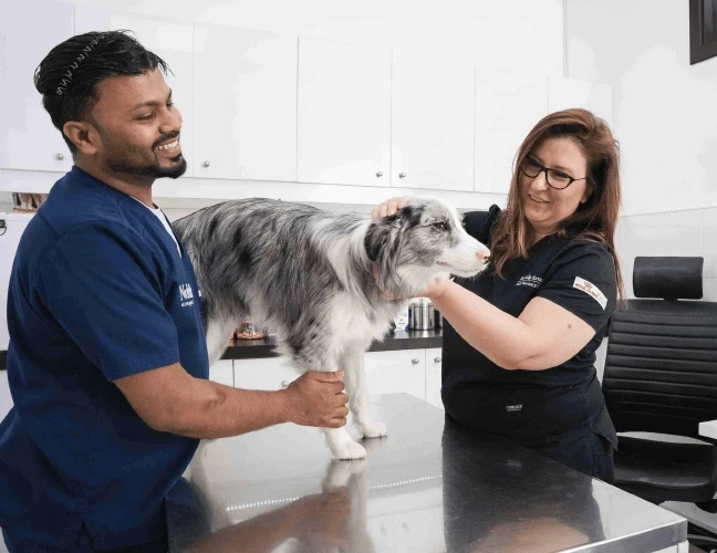 Our head veterinarian conducts a health check-up on a dog, the initial step of our dog microchipping process