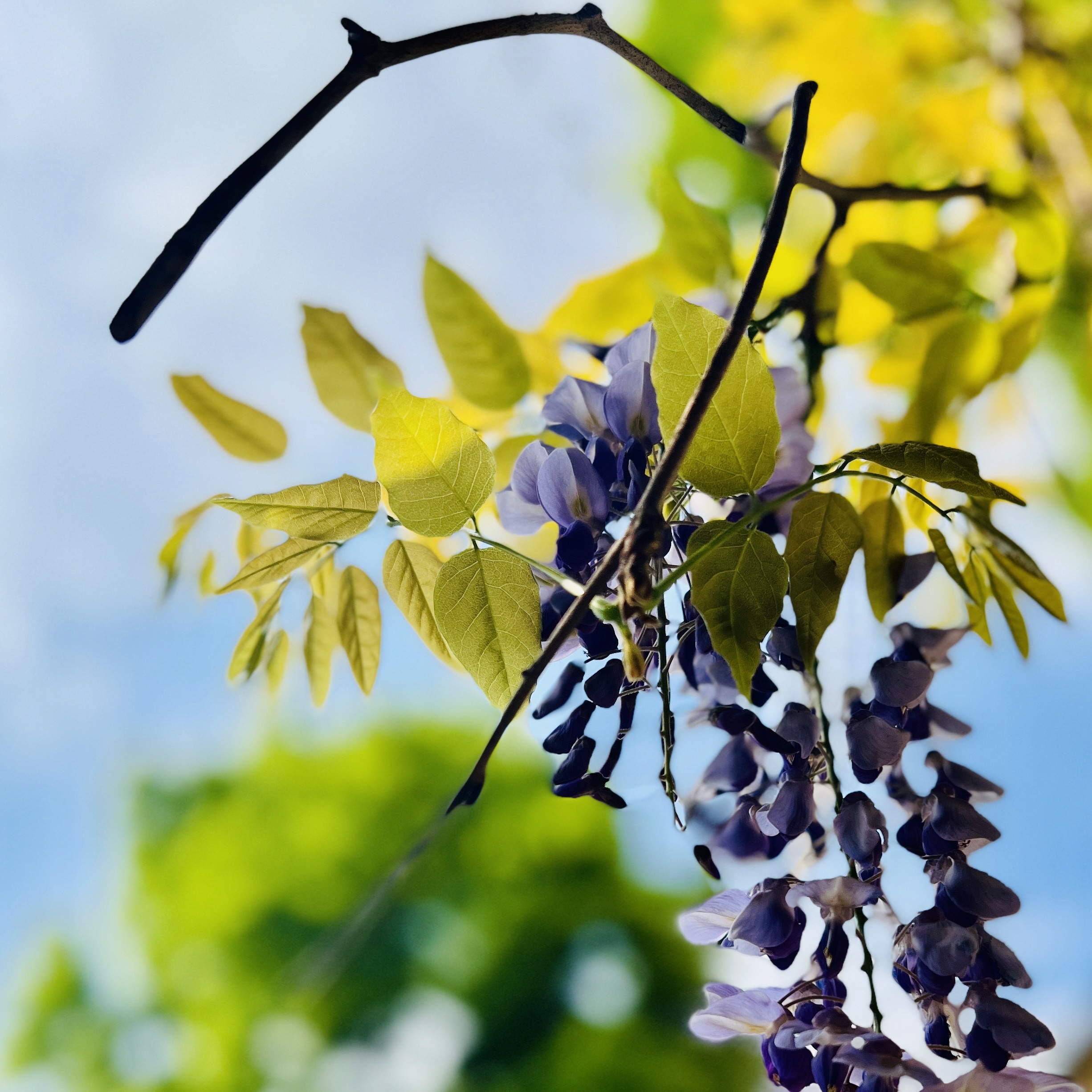 green bush on gray concrete pathway