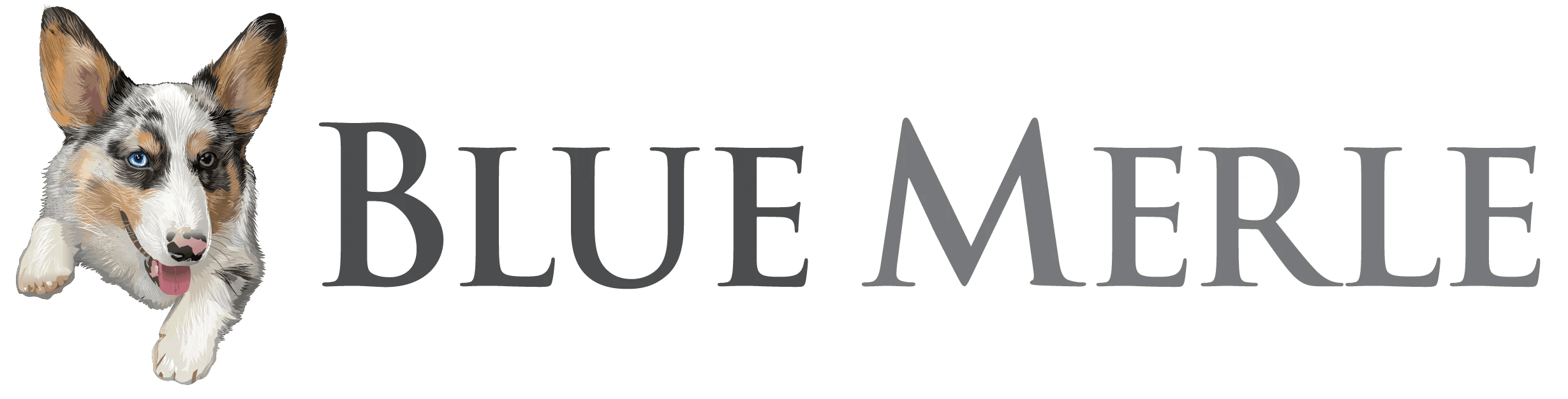 Blue Merle