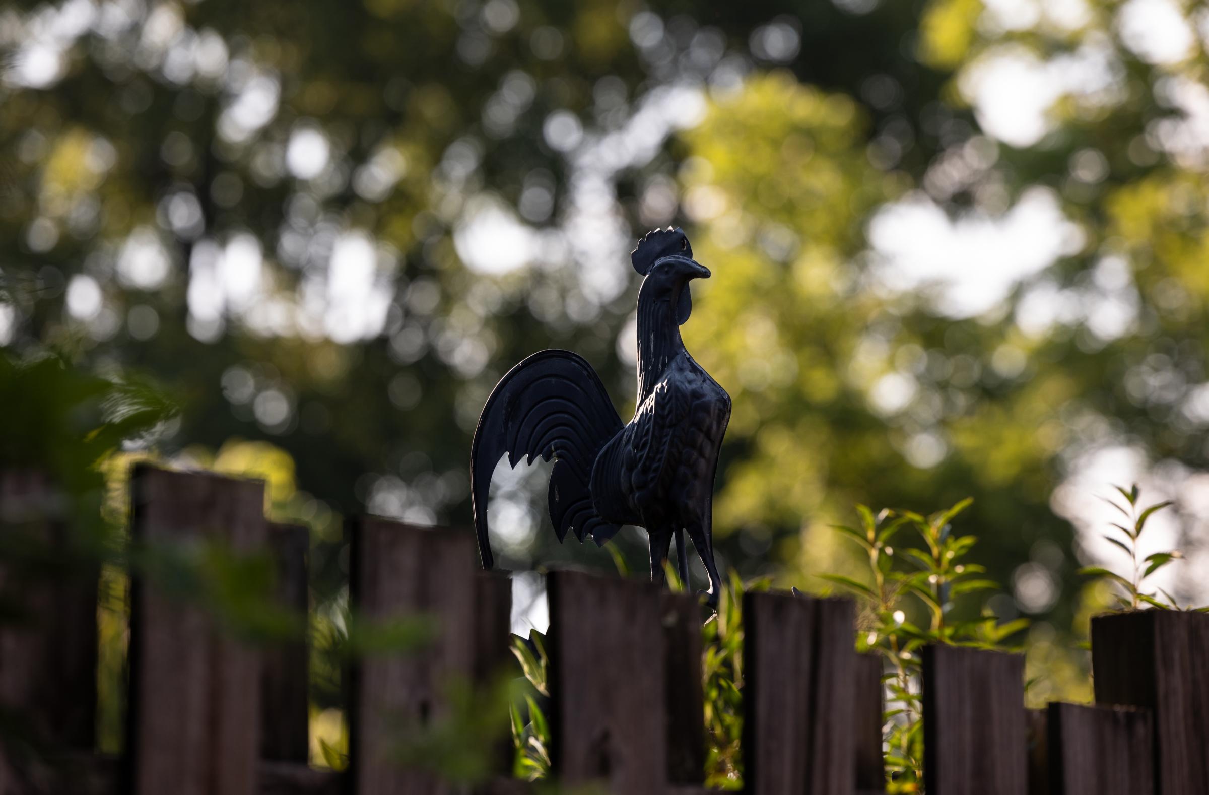 Canton Rooster