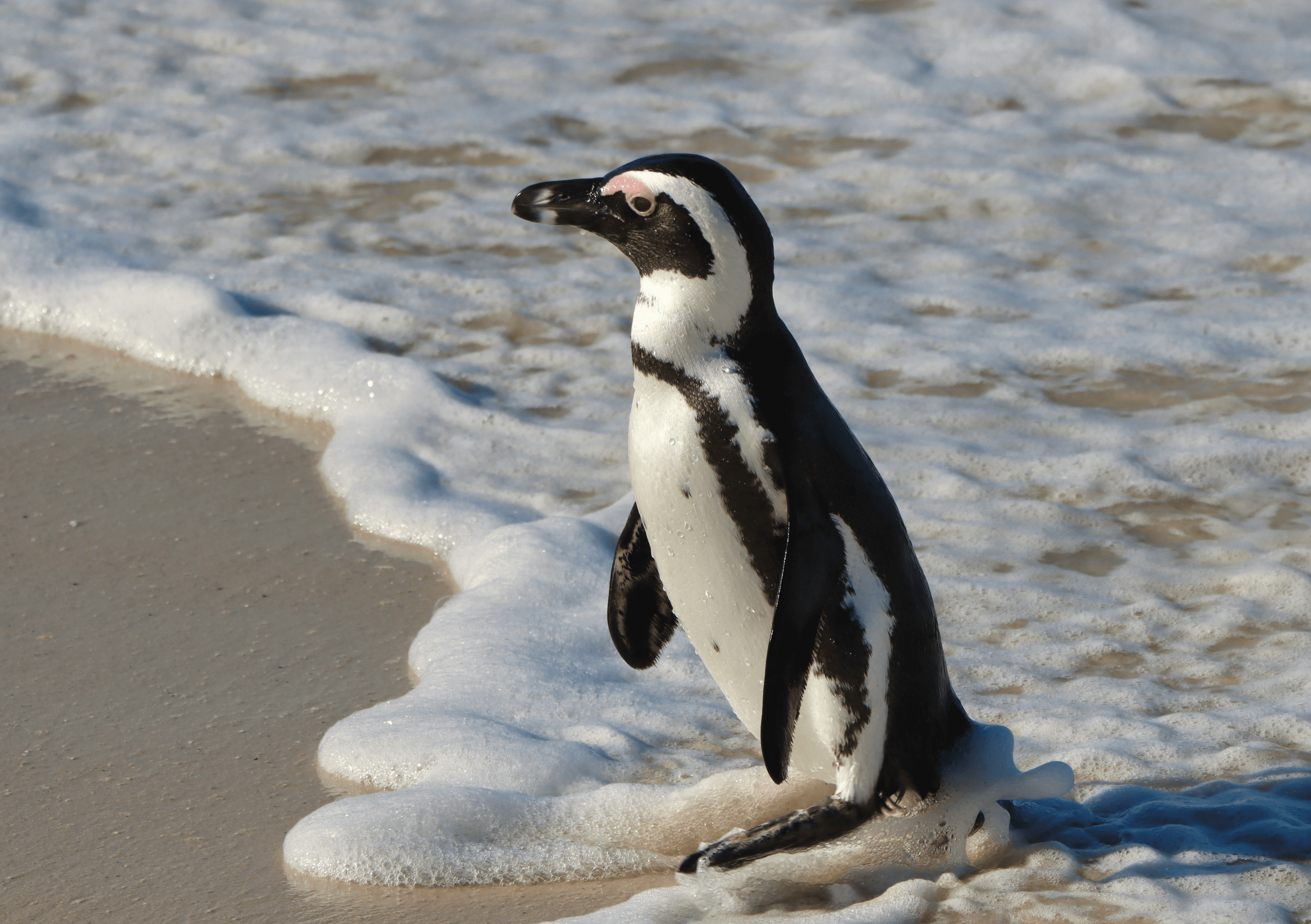 Penguin experiences, Cape Town