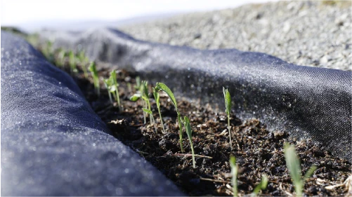 Green plant sprouts pushing through dark agricultural mulch film.