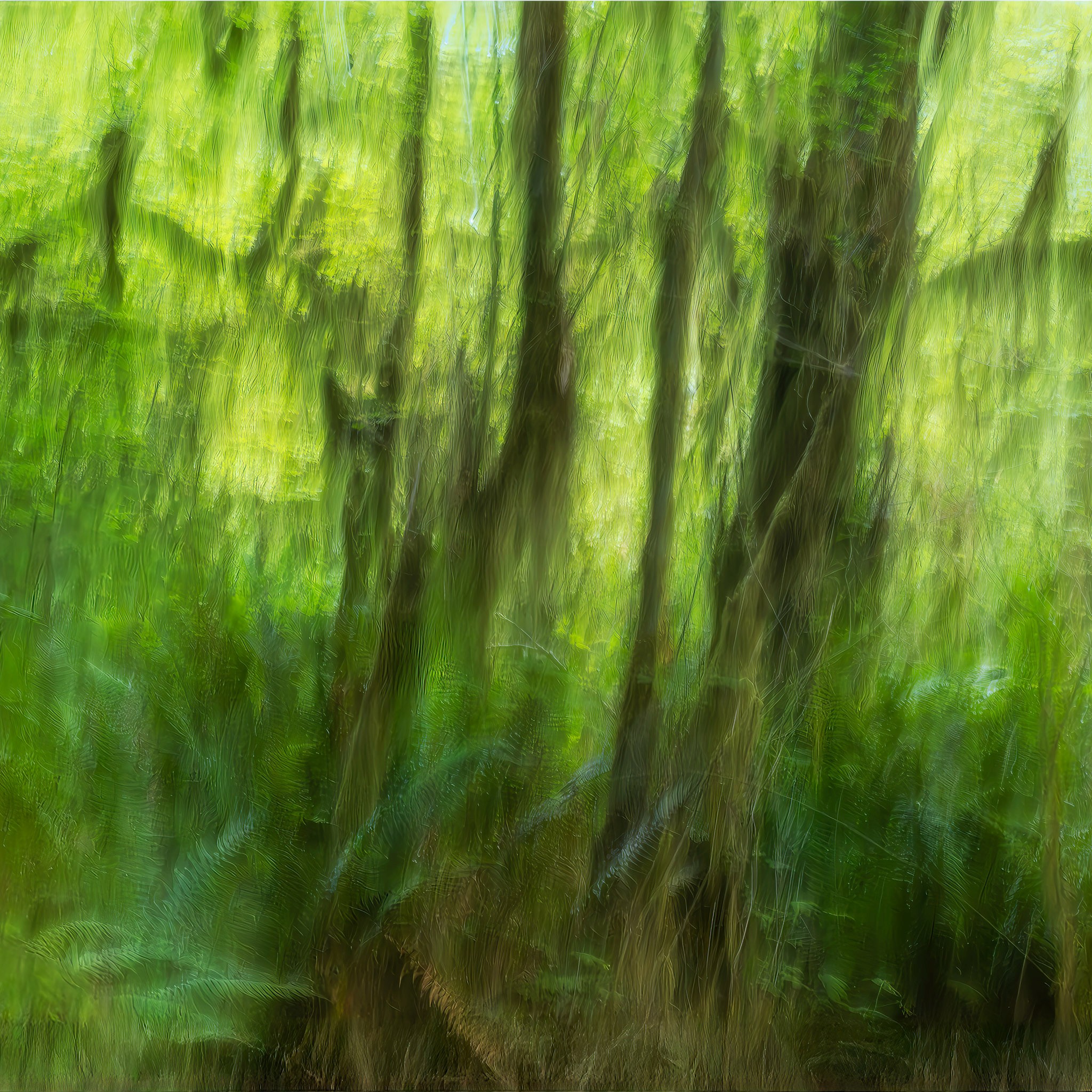 Emerging Light: early morning light filters through the forest, gently revealing ferns, moss and foliage in the Olympic Peninsula. Subtle highlights emerge from the shadows, capturing the quiet transition from darkness to day.