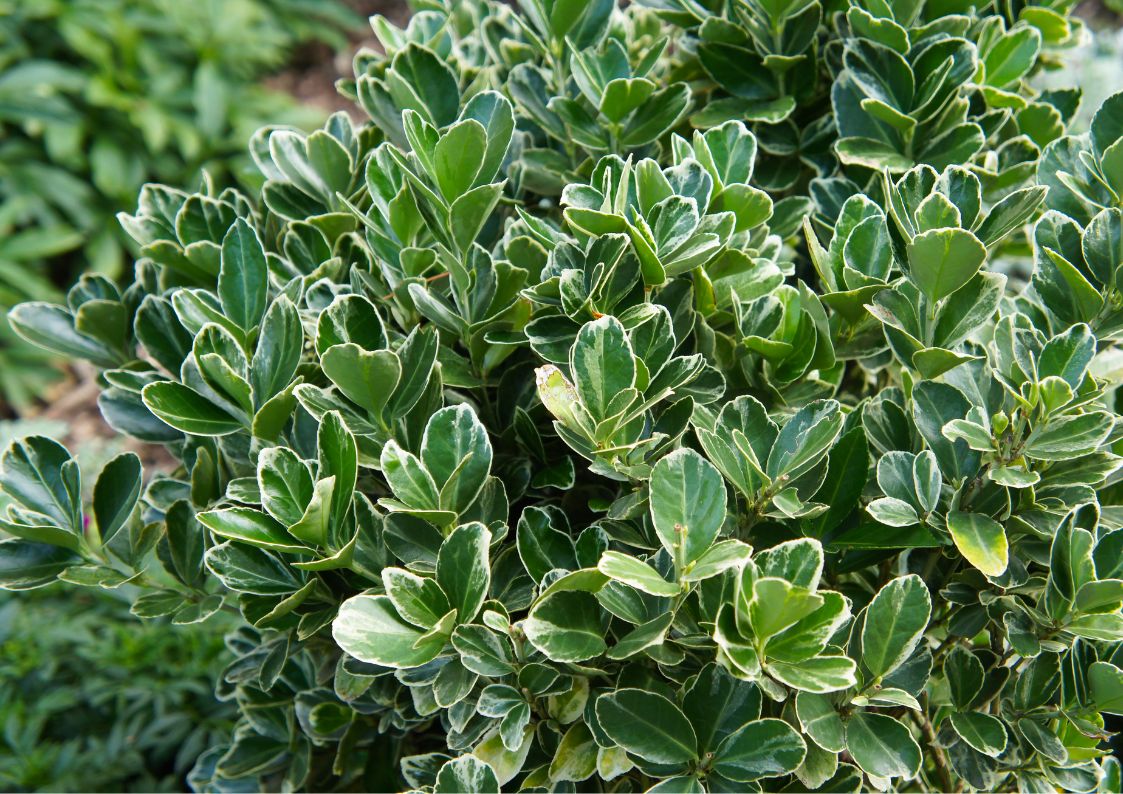 Spindle tree care in a Mediterranean garden