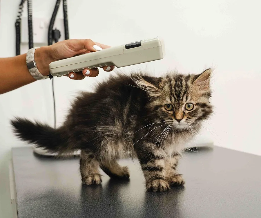 A fluffy kitten on a vet table is scanned with a handheld device to check for microchipping. The kitten appears curious and calm, with a vet's hand gently holding the scanner.