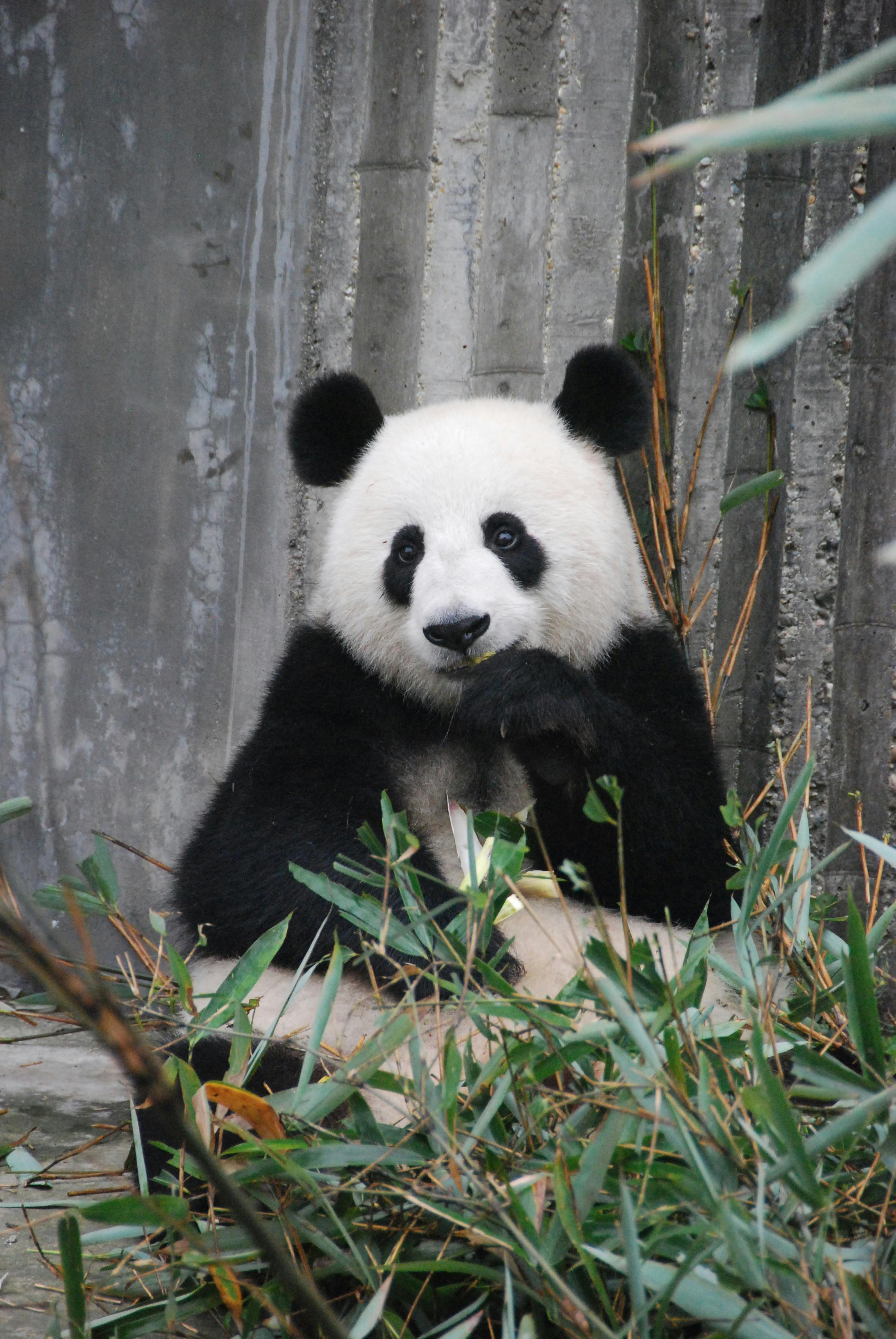 A Giant panda at Chengdu Research Base of Giant Panda Breeding is eating bamboo