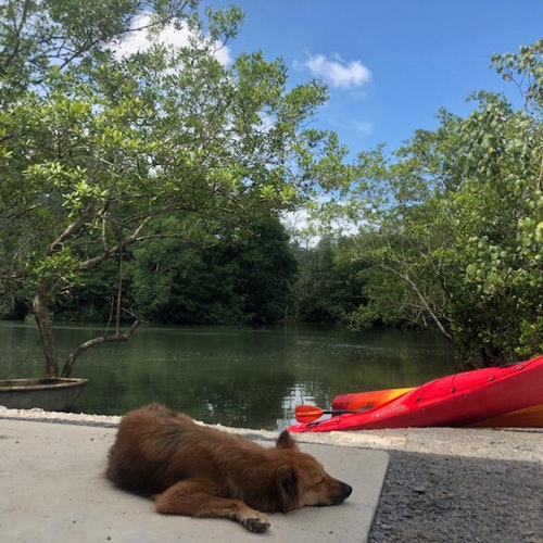 A brown dog sleeps on a concrete surface near a calm river, with trees overhead and two red kayaks on the riverbank.