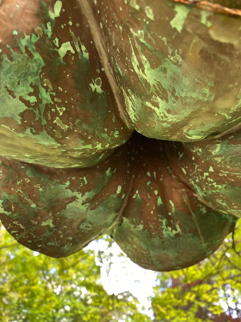 inside trumpet flower