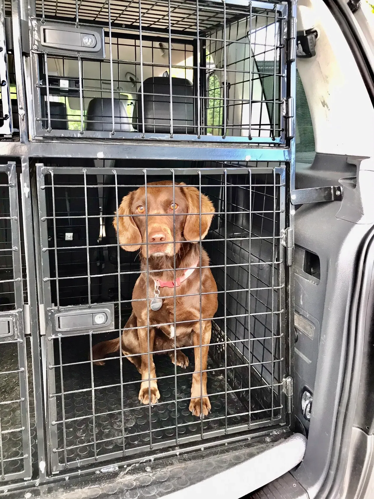 dog in cage in van