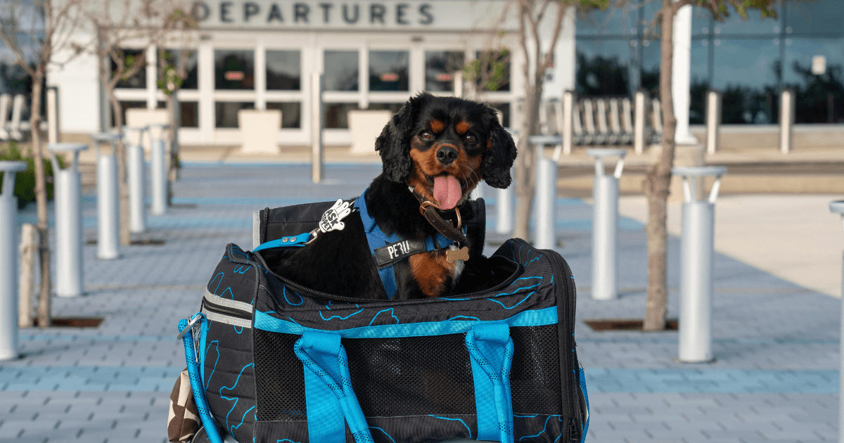 Small dog sitting inside a soft-sided pet carrier outside an airport terminal