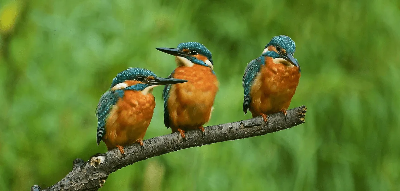 Kingfisher & Partners
