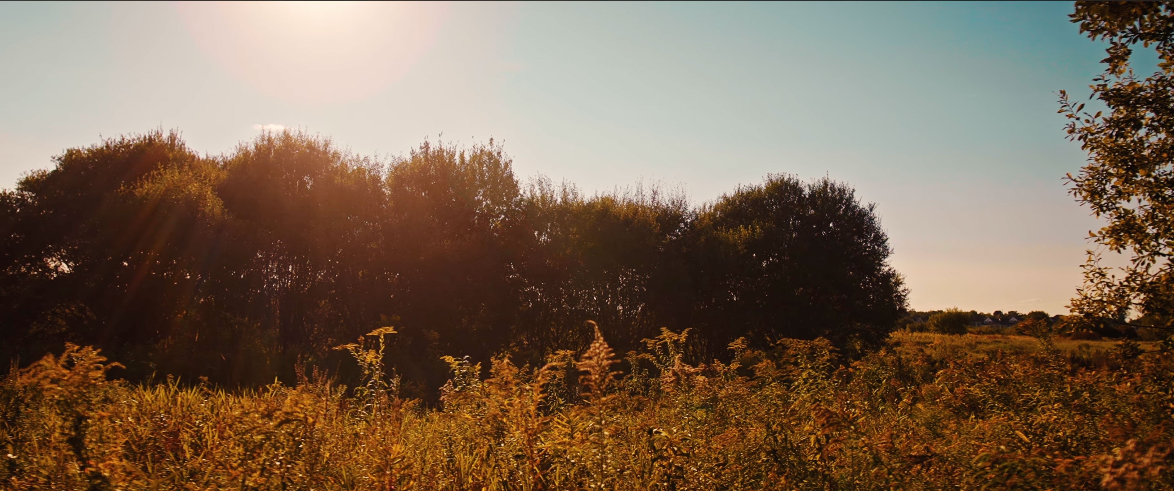 Goldenrod and meadow plants glowing in late afternoon sunlight at Cochesett Preserve in West Bridgewater, Massachusetts.