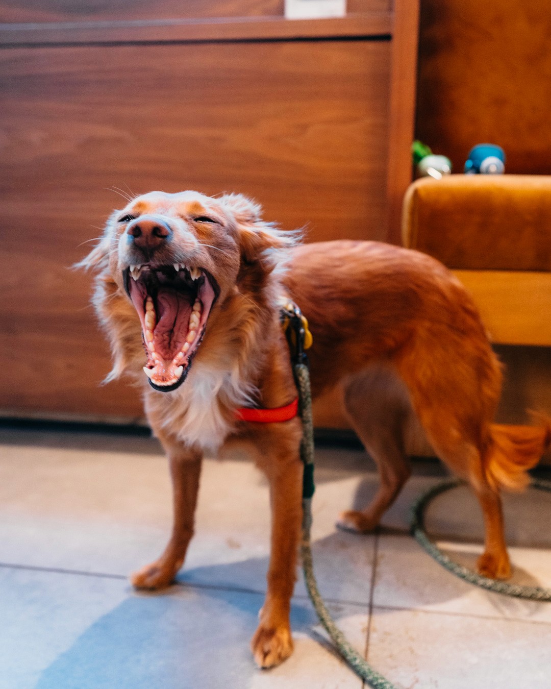 A brown dog stands with its mouth open, appearing to yawn, in a cozy indoor setting with wooden walls.