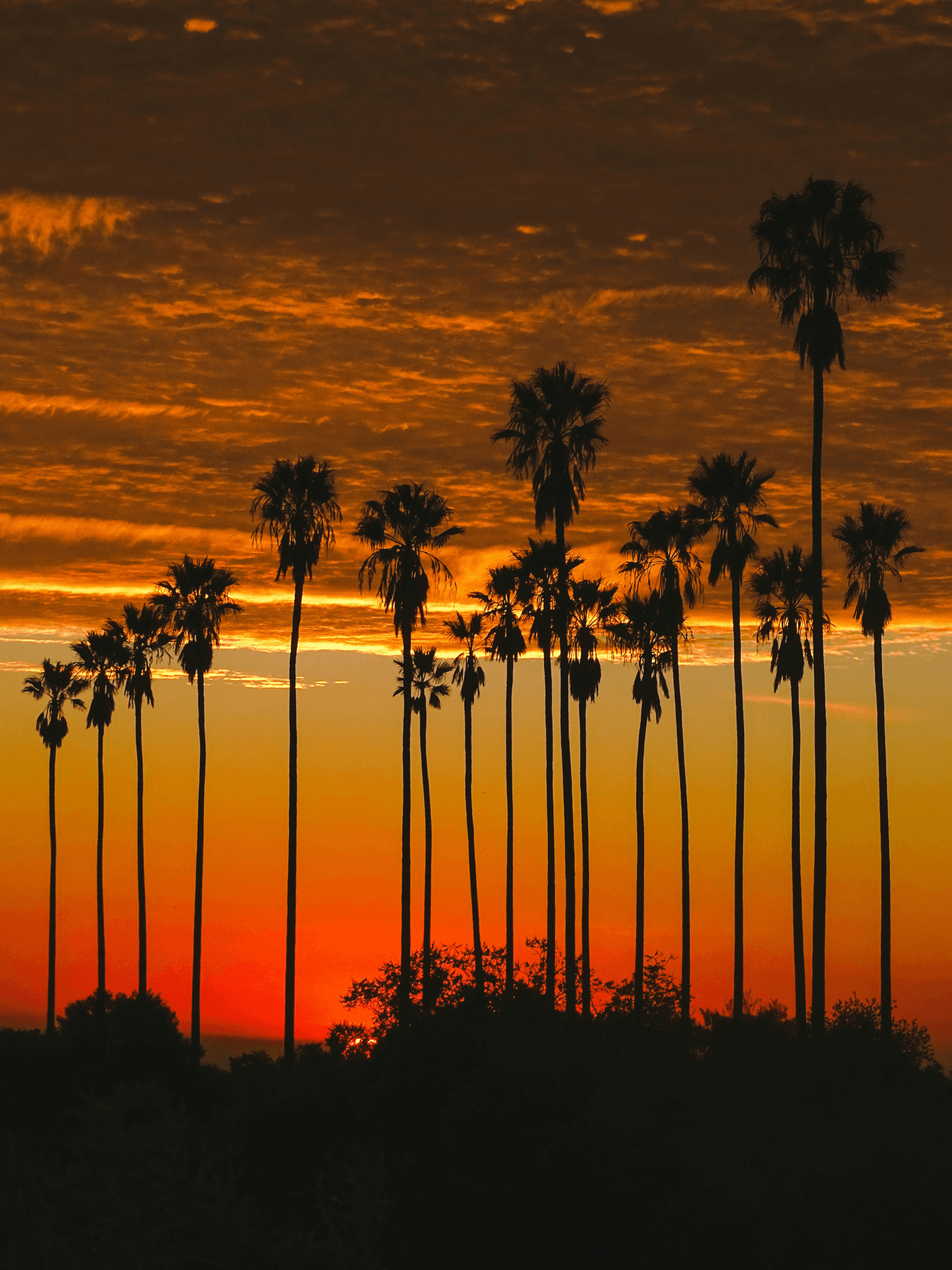 Palm trees silhouetted against a vibrant sunset sky