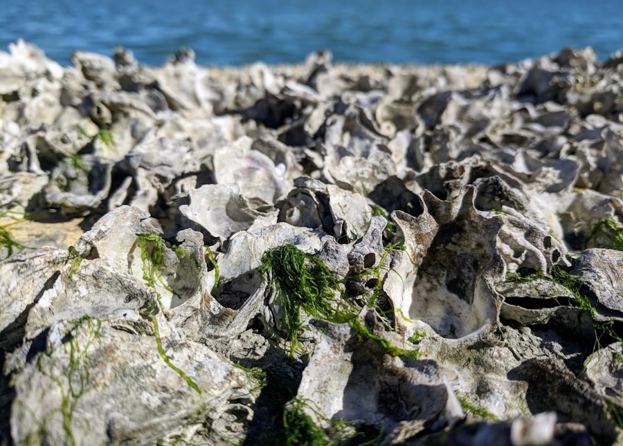 Oyster shells and coastal water for restoration
