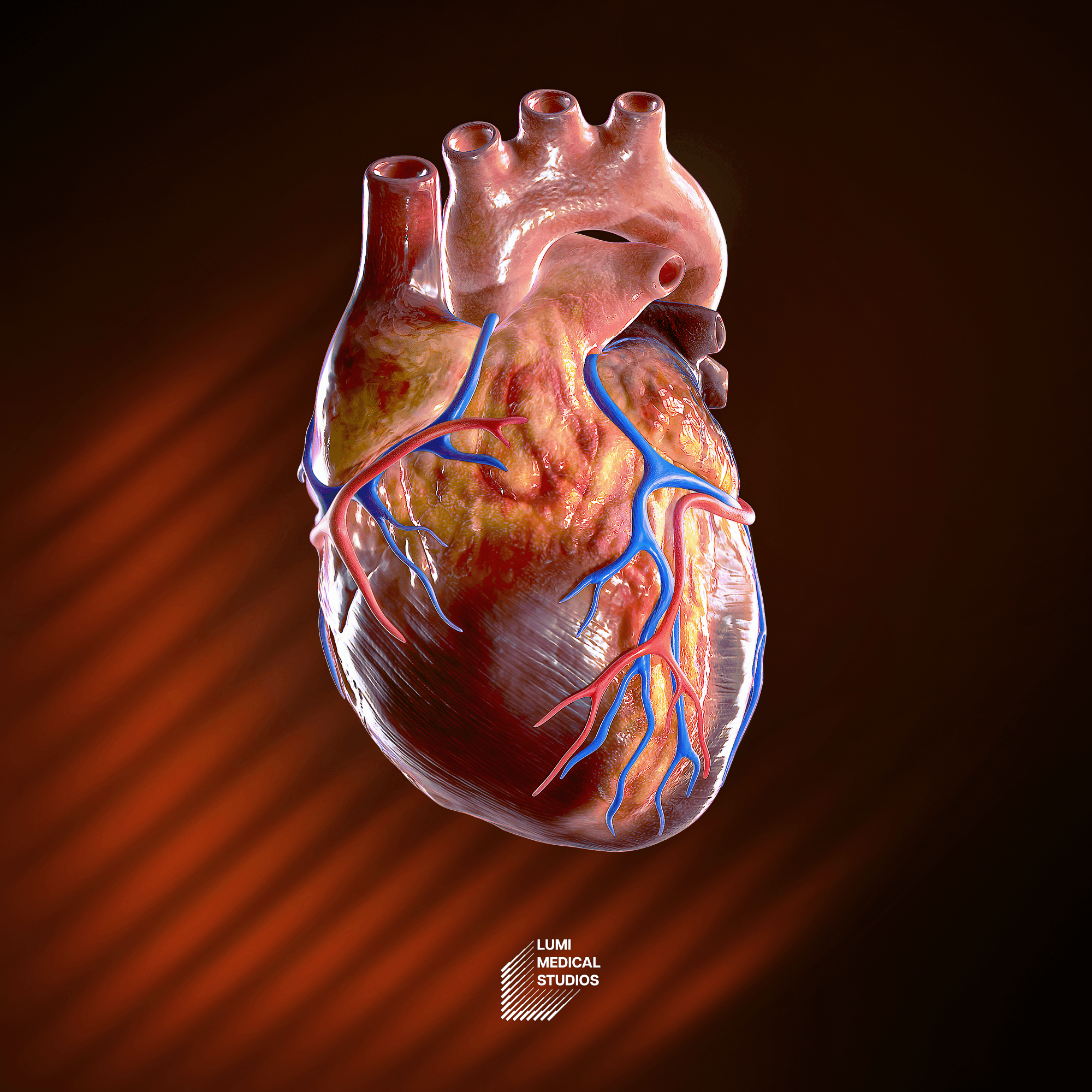 3D exterior view of the human heart, highlighting its outer structure, chambers, blood vessels, and overall anatomy for medical education and visualization purposes.