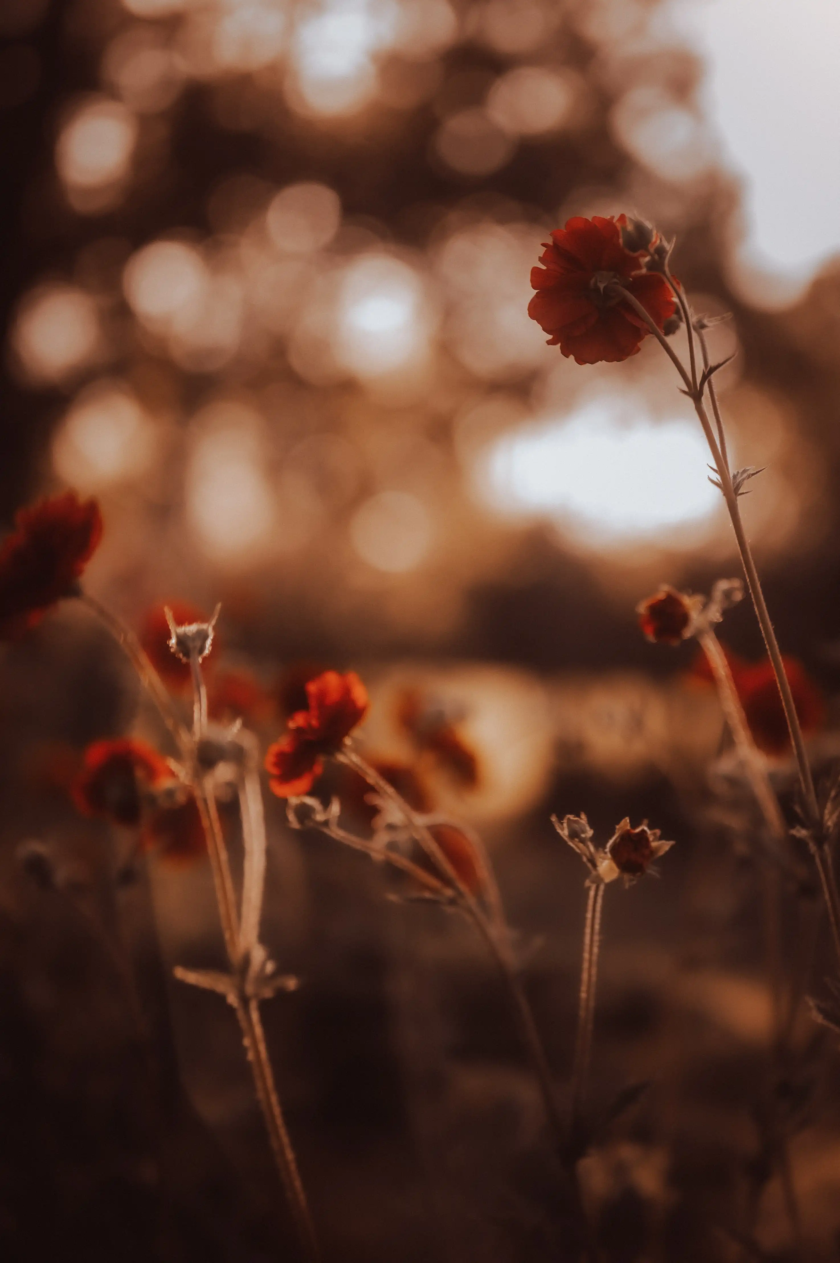 Hebamme Jill in Worms - Homepage