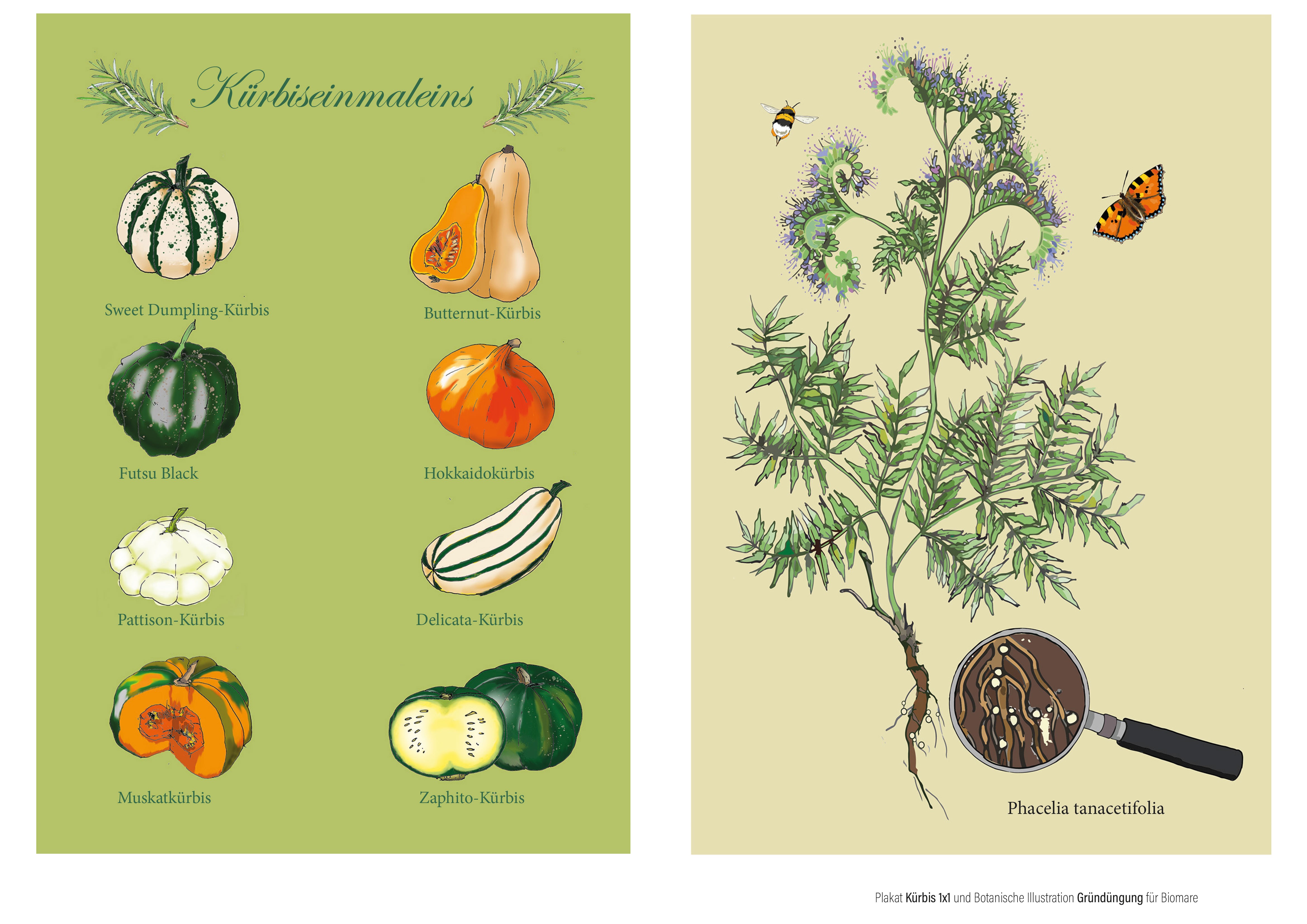 Zwei Plakate, eins mit Kürbissorten ein anderes mit einer botanischen Illustration einer Phacelia