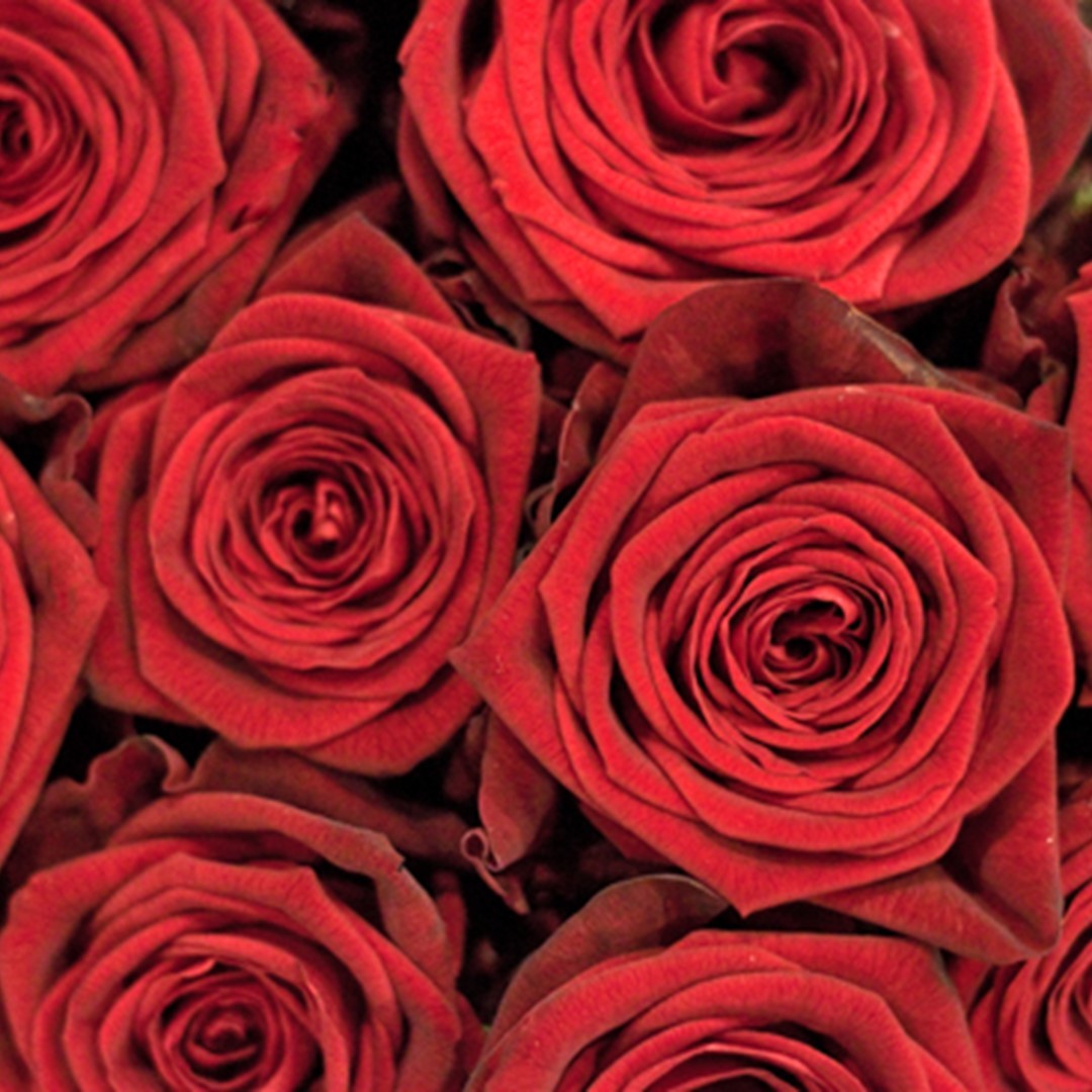 Grower working on laptop