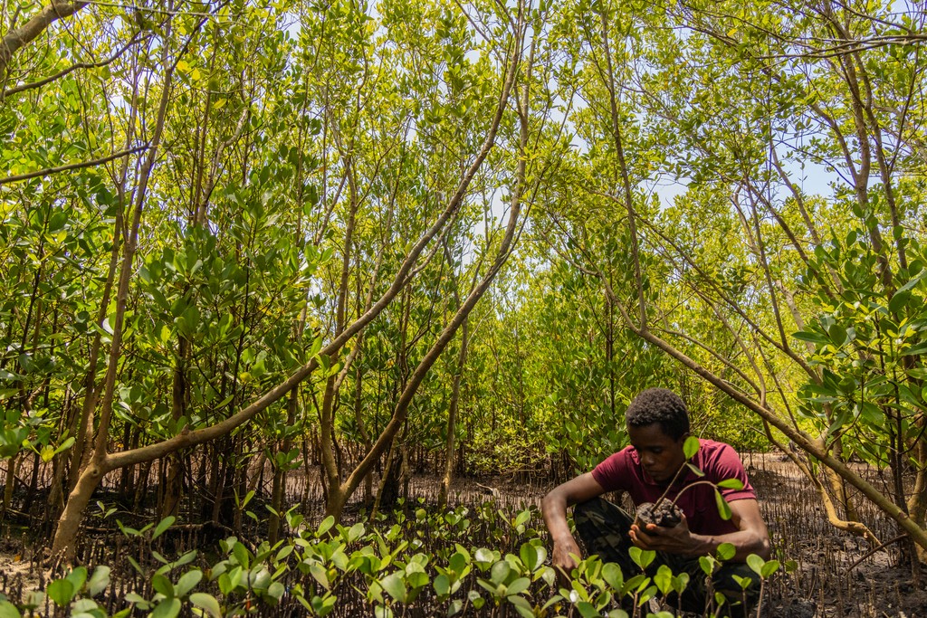 A man arranging young mangrove seedlings in a mangrove forest  (c) Anthony Ochieng Onyango