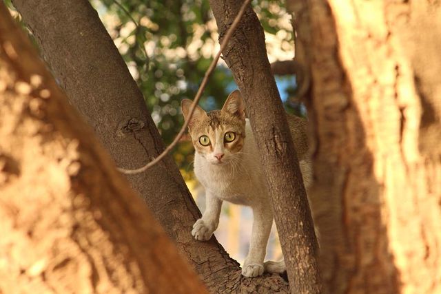 A cat staring into the camera
