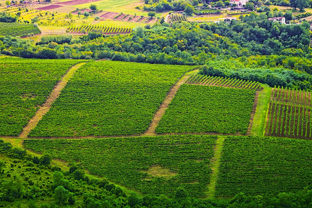 Vineyard blocks on a hillside seen from above