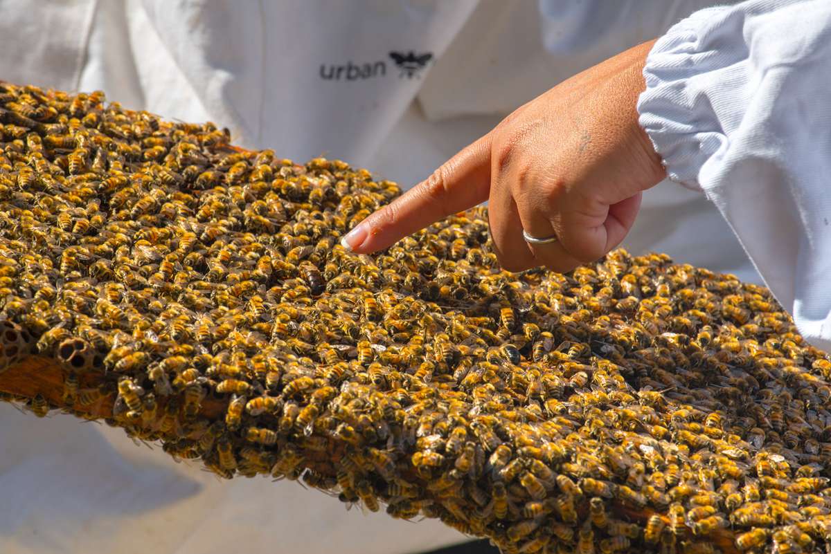 A person in a white protective suit points at a wooden frame covered in thousands of honeybees.