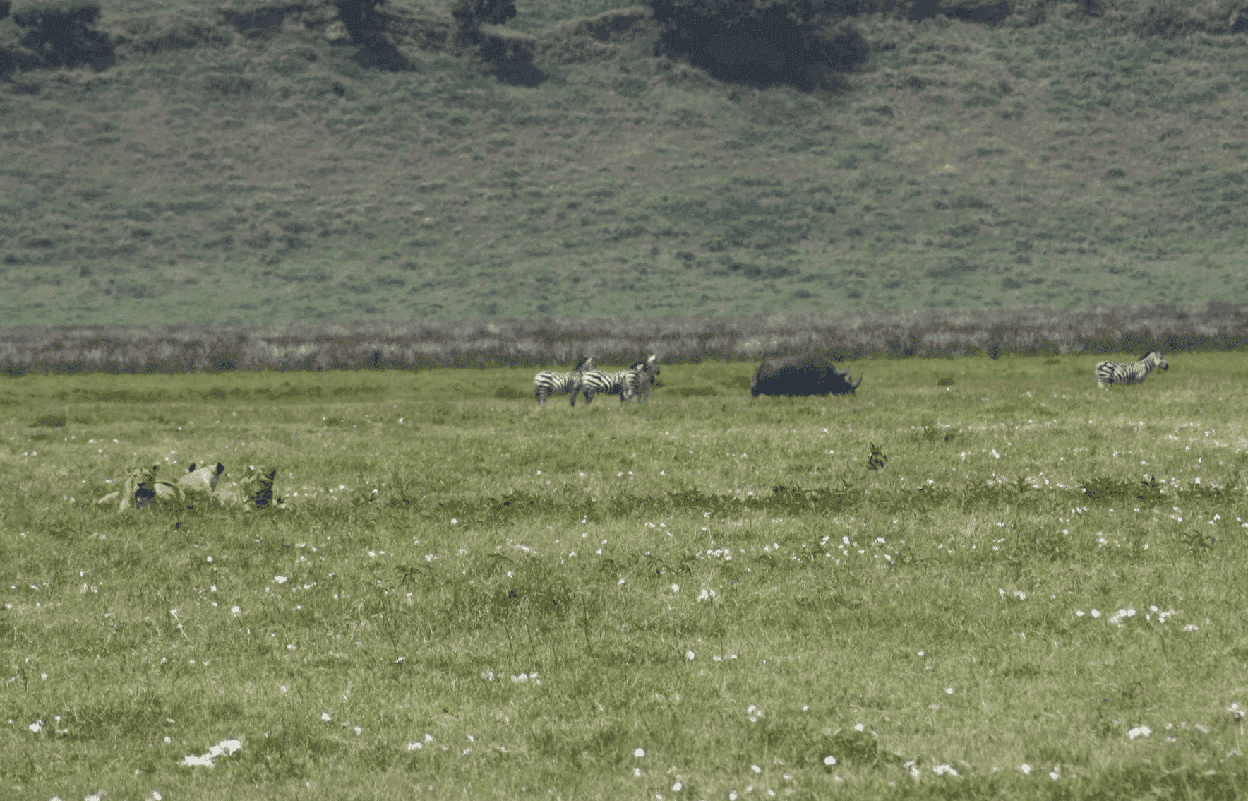 De Big Five in de Ngorongoro-krater