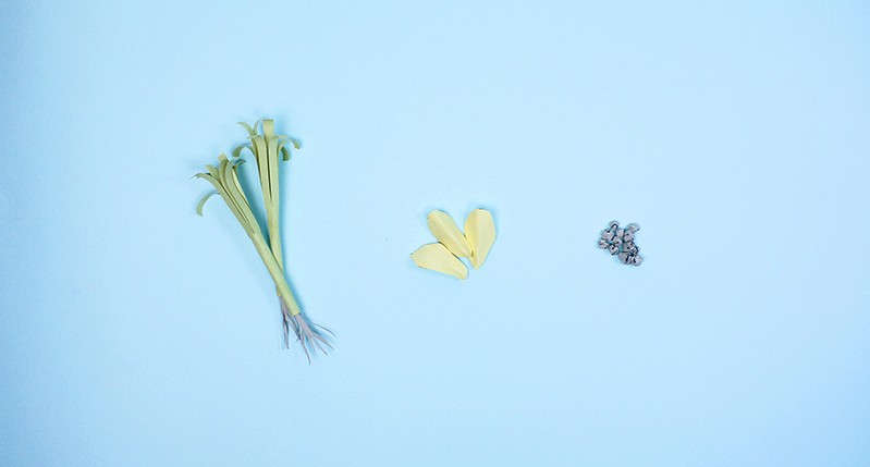 A photo of a green plant, some yellow petals and black seeds put on a cyan background.