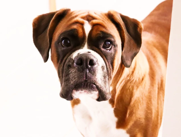 Close up of a boxer dog outdoor