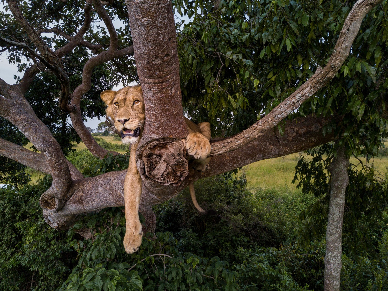 A lion enjoying the comfort of the fig tree in Queen Elizabeth National Park