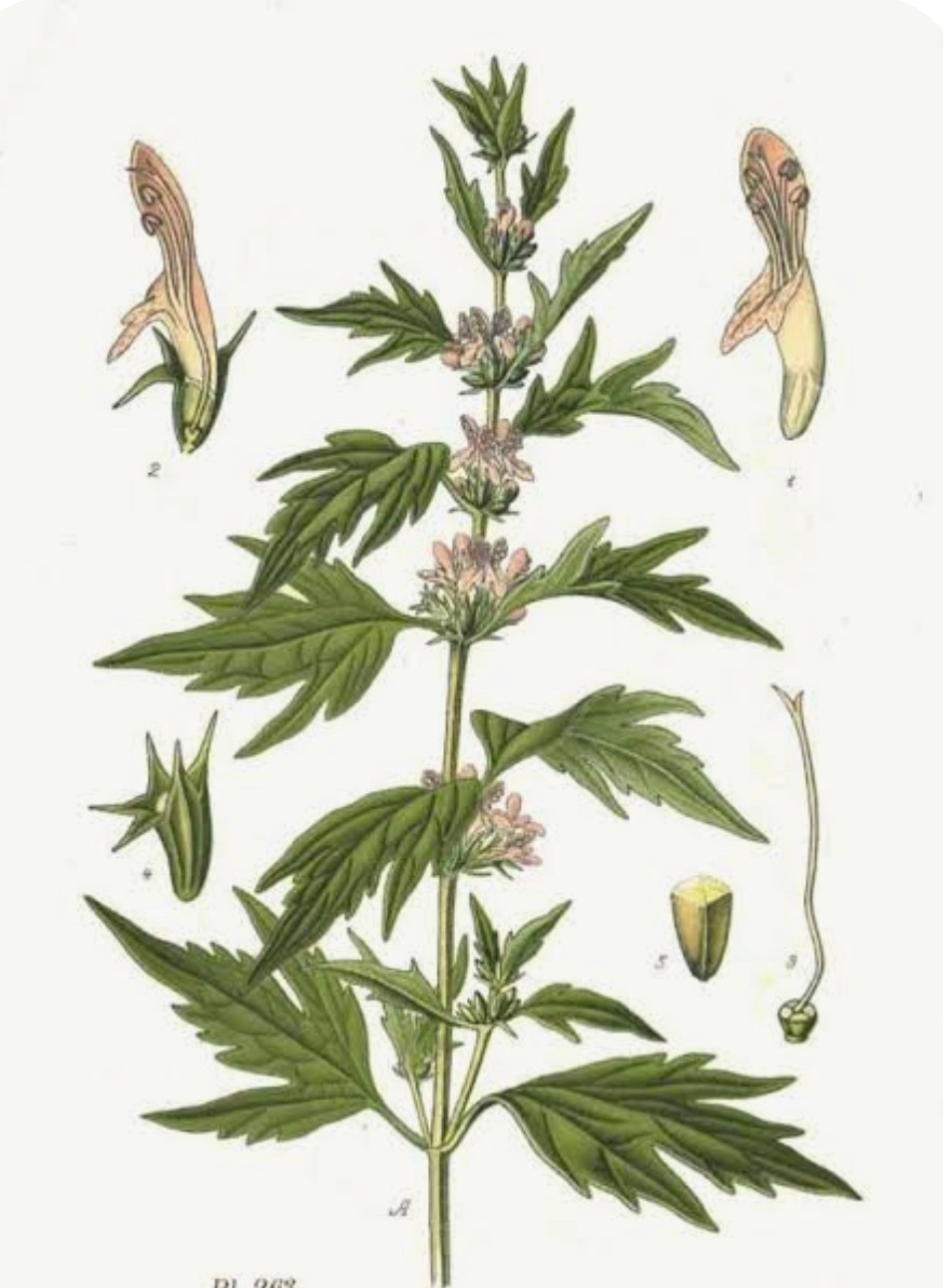 élixirs floraux, agripaume, élixirs hollandais