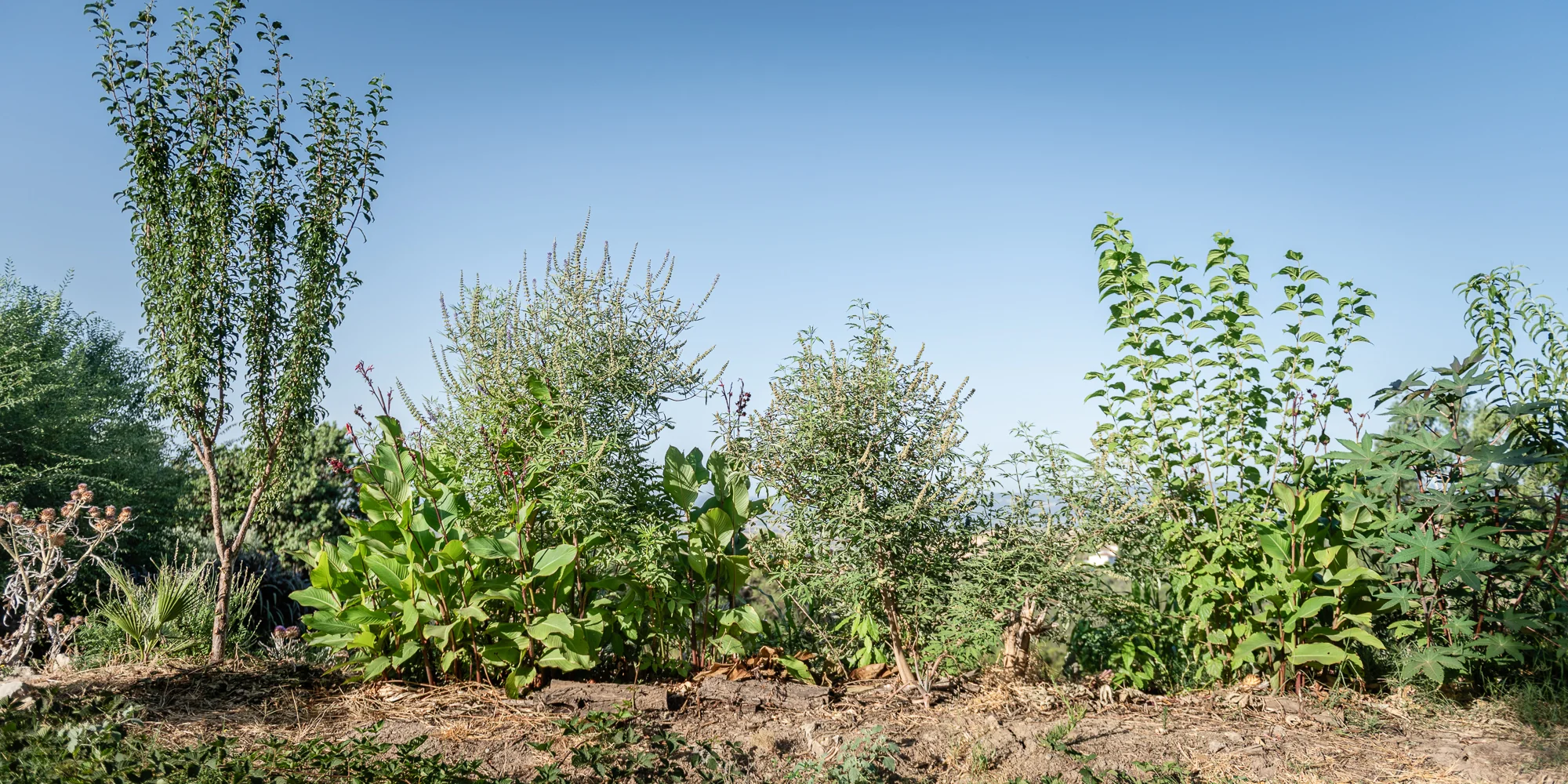 Row of young trees, shrubs and broad-leaved plants over straw mulch, Andalucía