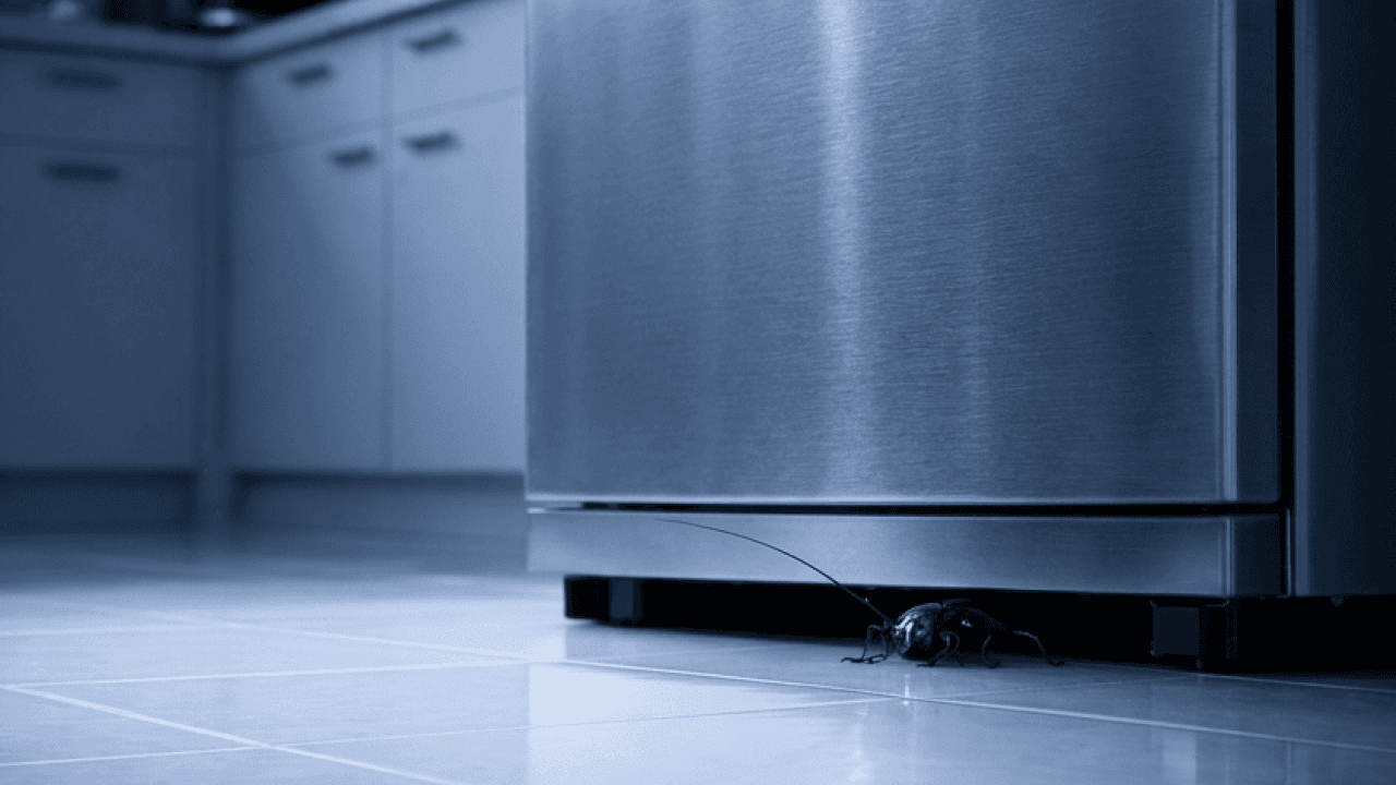Cafard adulte sous un réfrigérateur dans une cuisine sombre