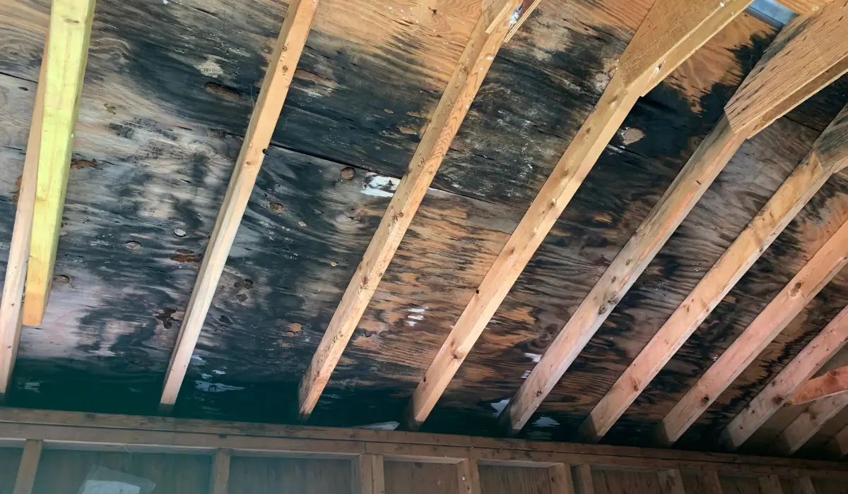 Mold and water staining in attic showing long-term damage from poor roof ventilation and humidity buildup. 