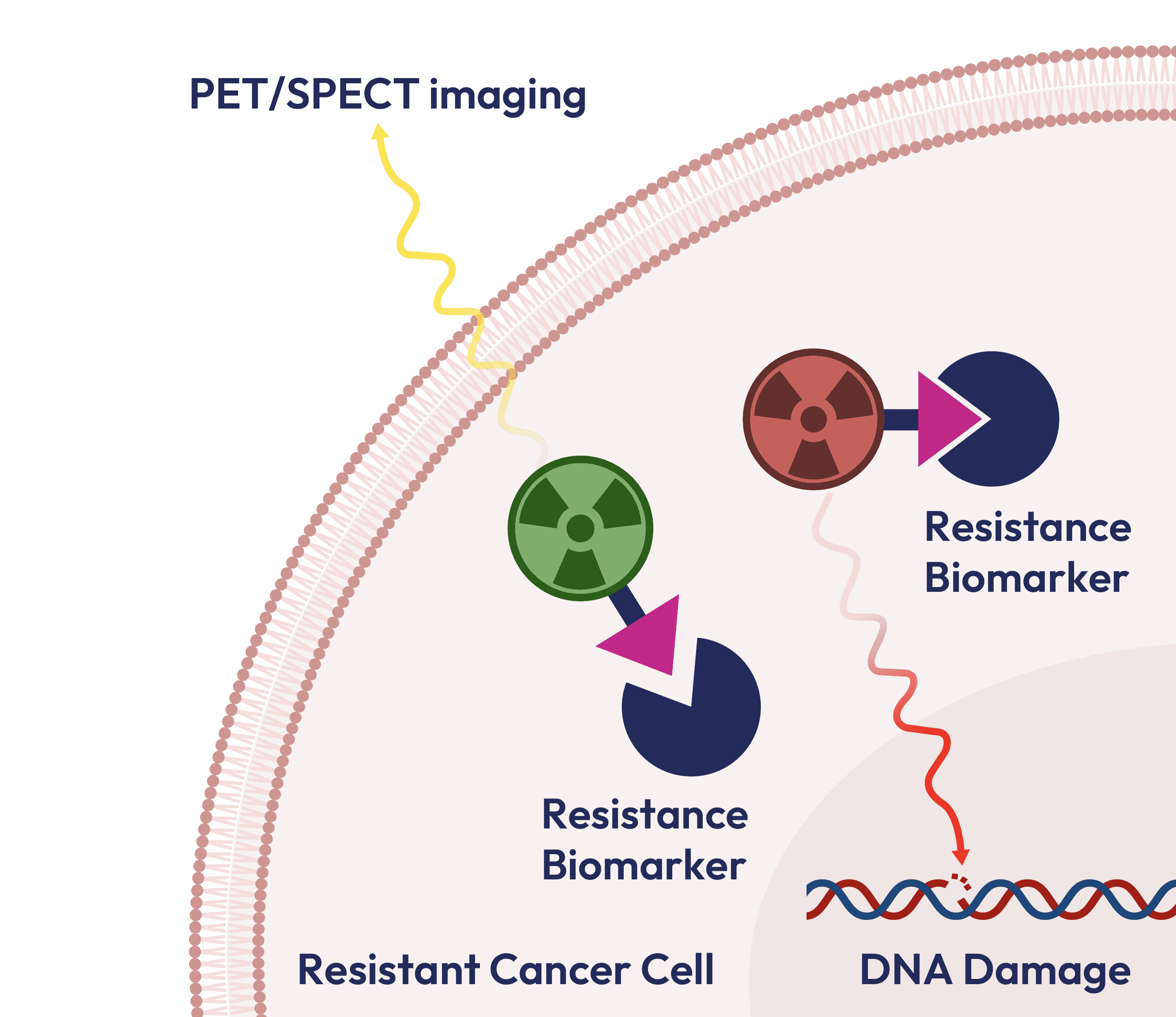 Cell Diagram