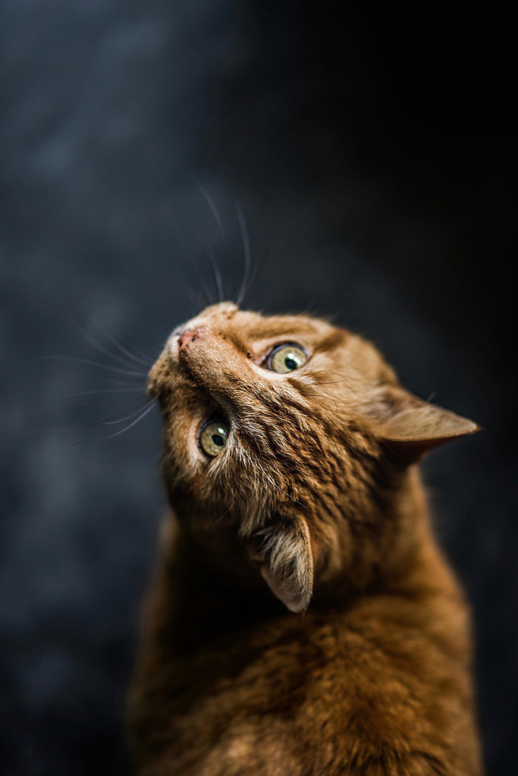 Close-up of a brown tabby cat looking upward with bright green eyes, set against a dark background