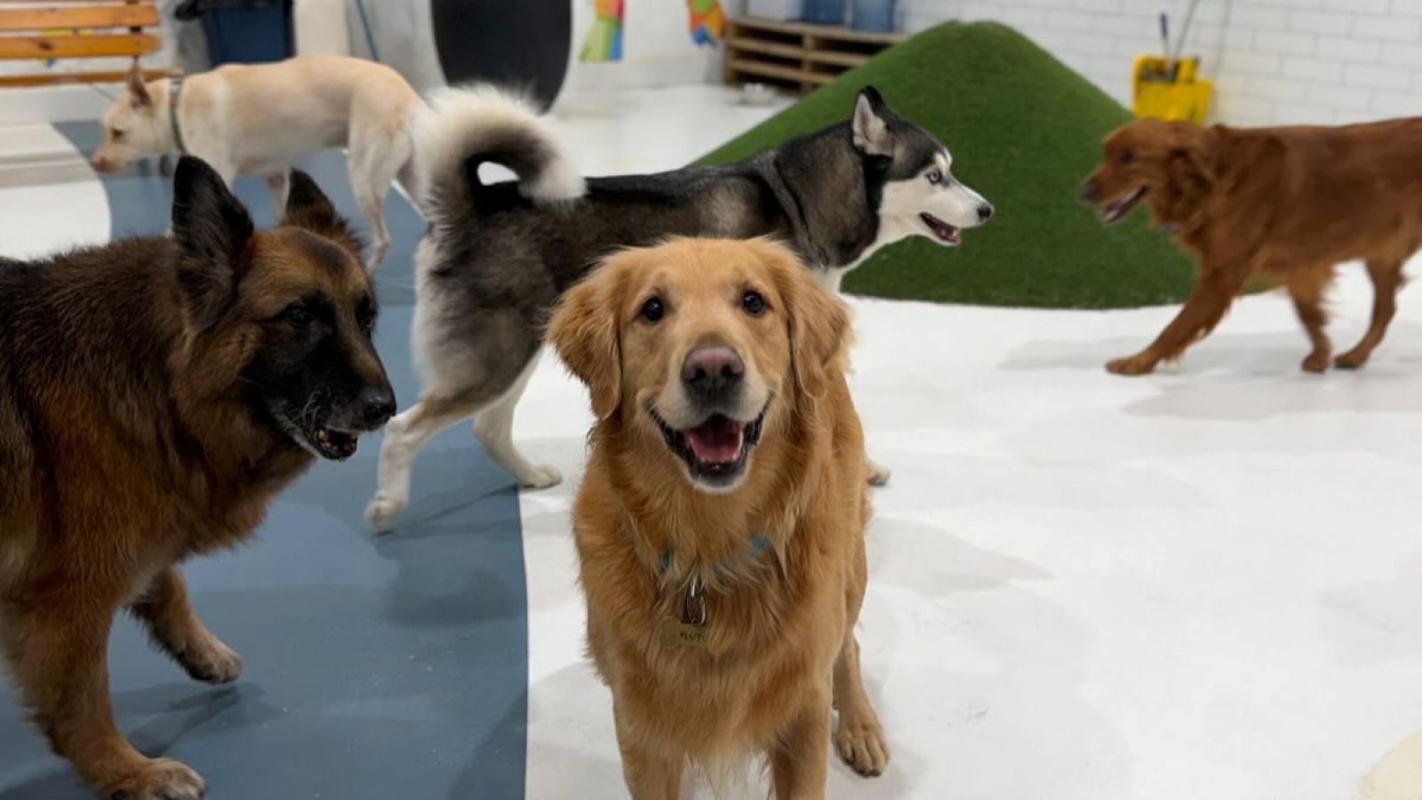 Dogs of different breeds are walking around the indoor daycare and exploring.