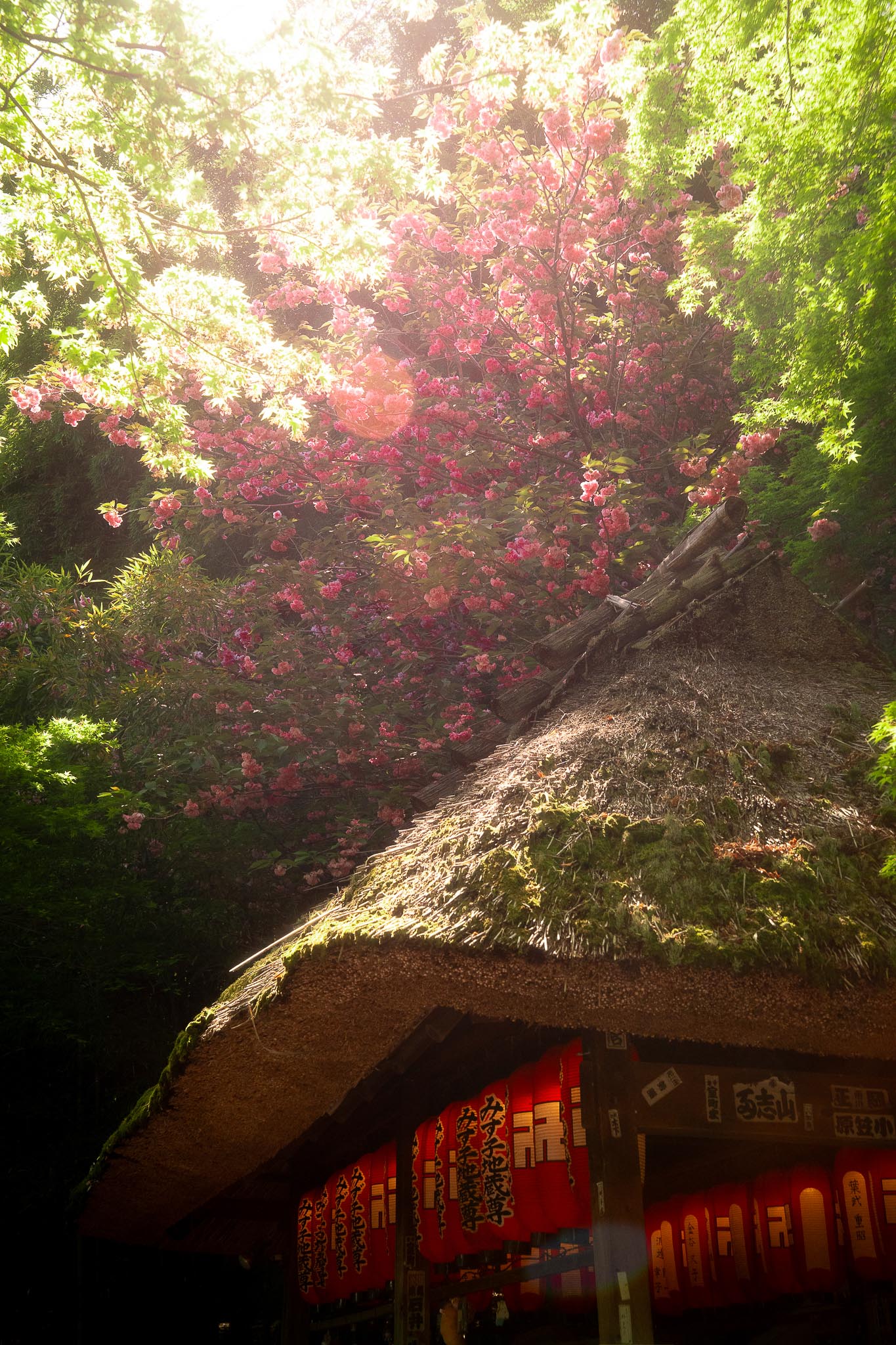 japan parc sakura 