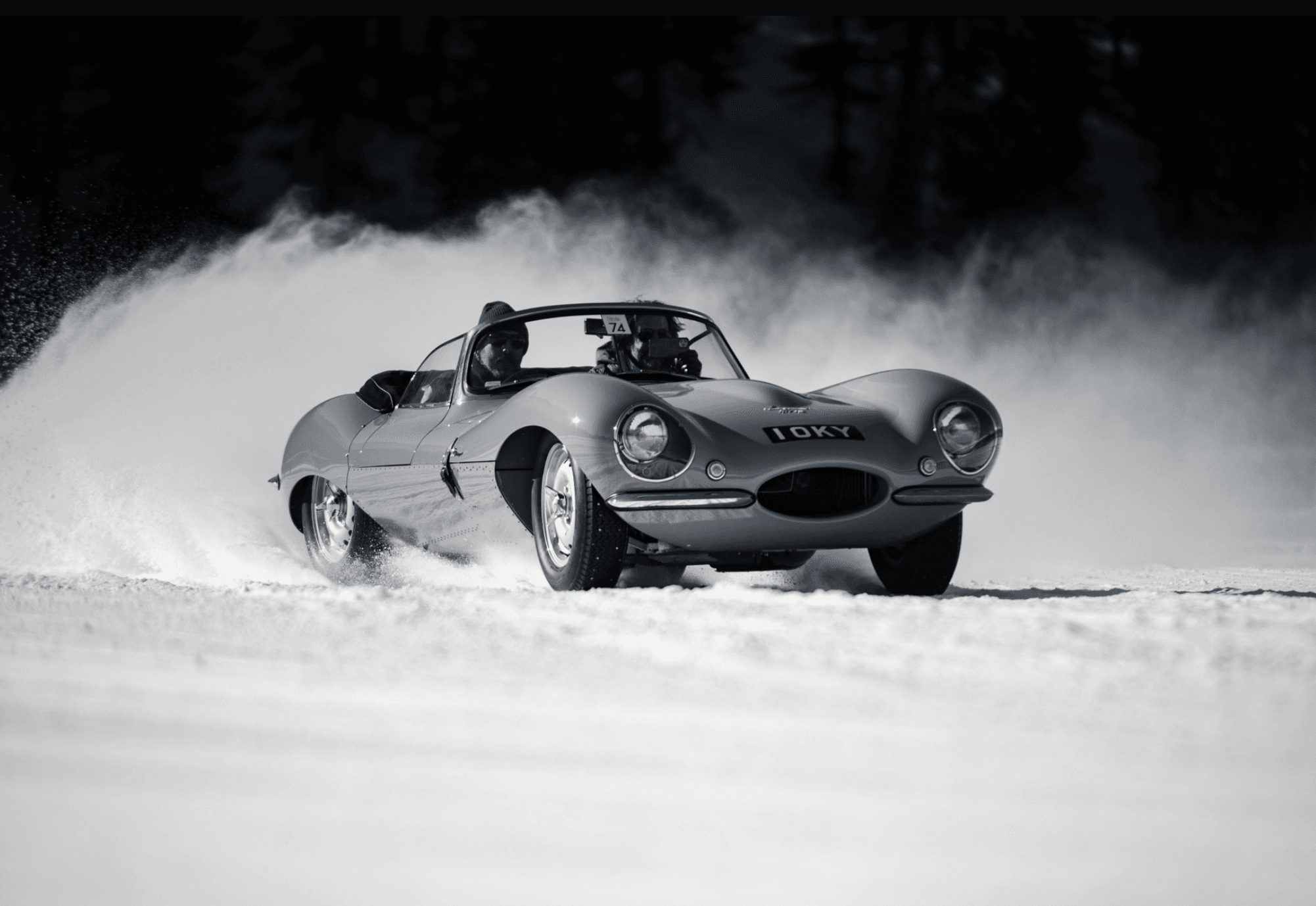 horses on grassy field