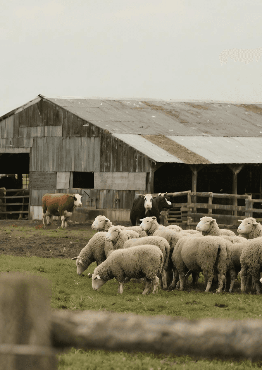 Transforming Livestock Farms! Improve product quality with Electronic Noses